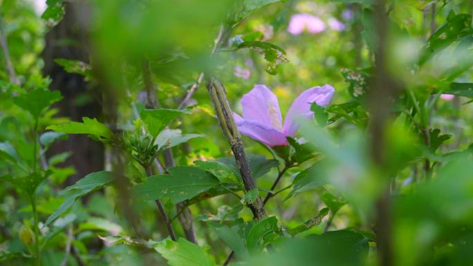 木槿花实拍