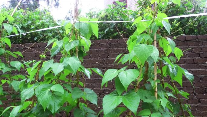 雨中种植的四季豆爬藤爬满架子长势良好