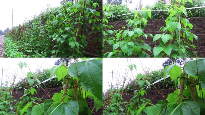 雨中种植的四季豆爬藤爬满架子长势良好