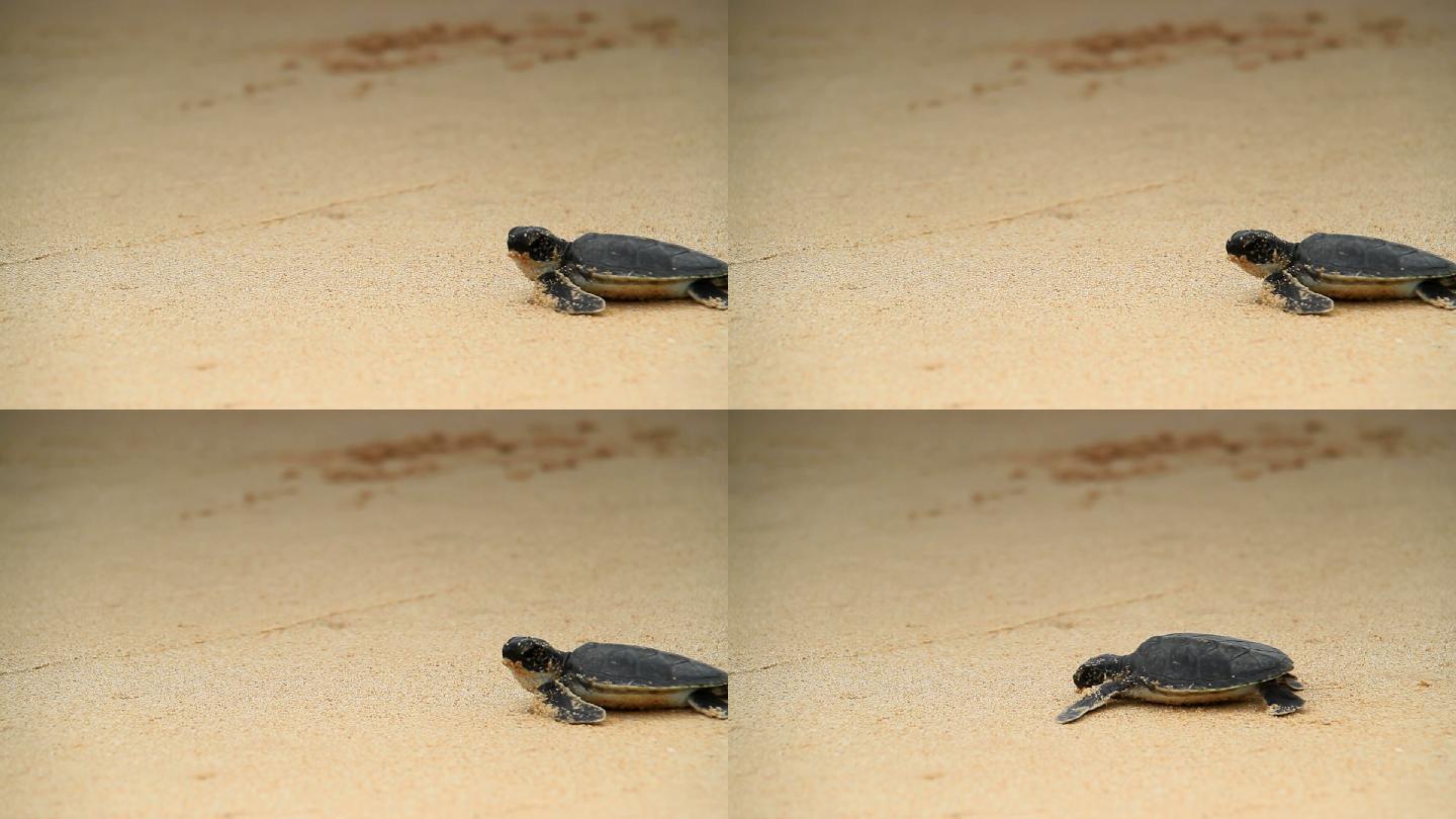 海龟孵化