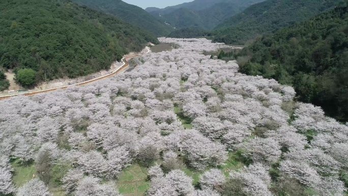 绍兴市上虞章镇樱花航拍