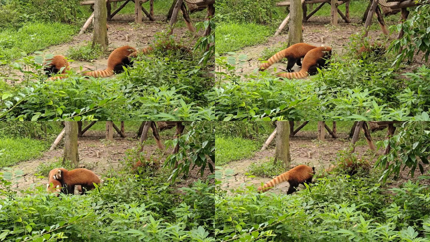 【原创】小熊猫动物实拍素材