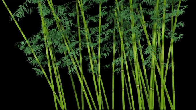 竹子3D动画循环