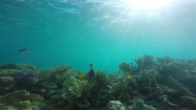 海底的珊瑚和鱼