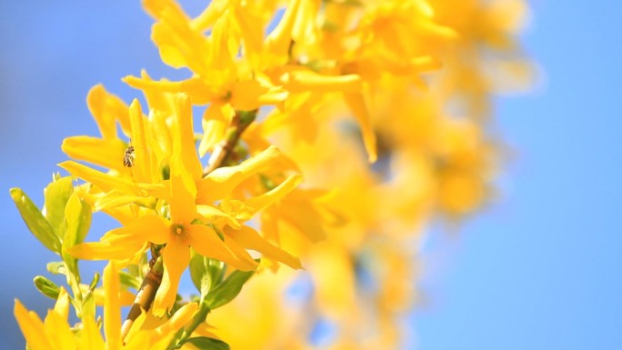 黄色花朵和蜜蜂