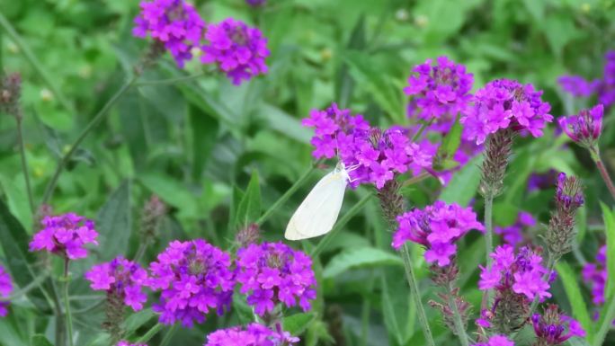 花朵上一只静静的白粉蝶4k