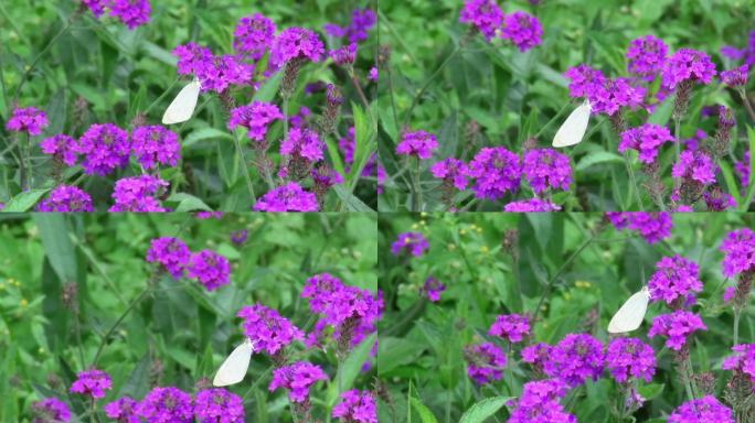 花朵上一只静静的白粉蝶4k