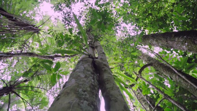 【原创】原始森林普洱茶高杆古树