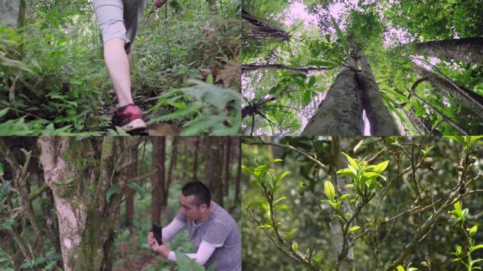 【原创】原始森林普洱茶高杆古树