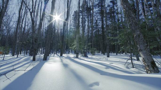 灿烂阳光的冬季森林视图