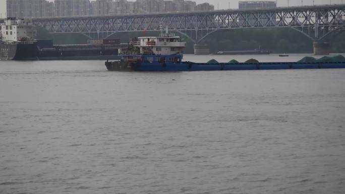 长江大桥下江豚与大货船和谐相处