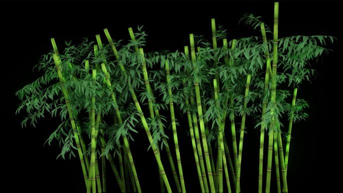 3D竹子动画循环