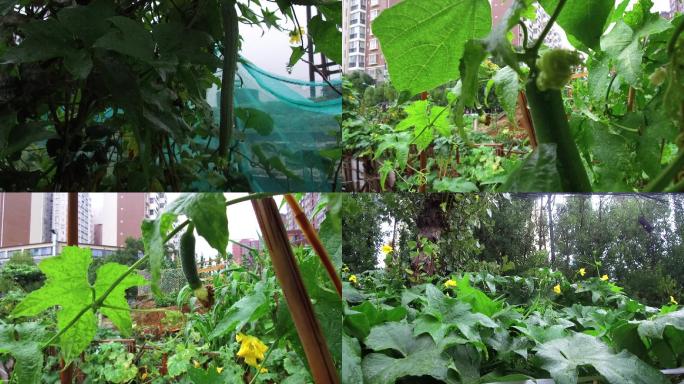 下雨城市小区路边栽种的丝瓜开花结瓜