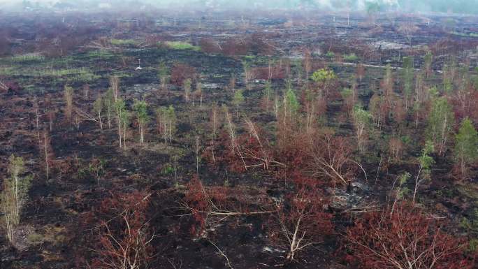被烧毁的森林