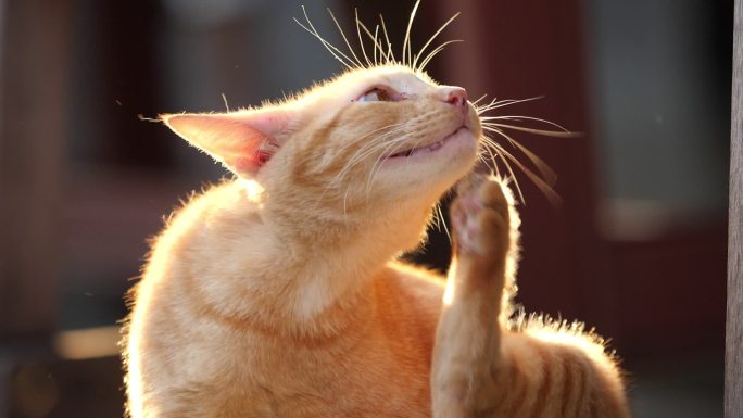 可爱的猫在阳光下挠痒痒