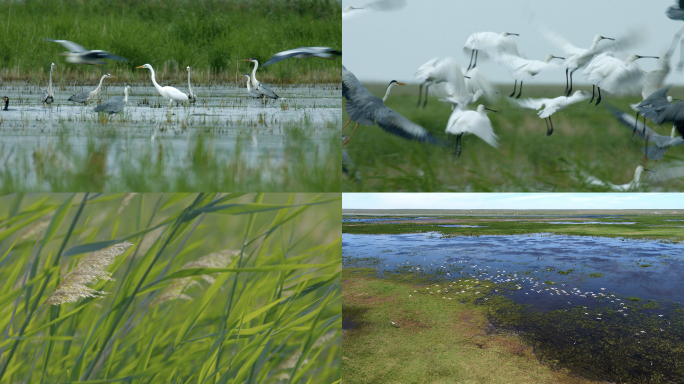 4K-湿地-群鸟飞舞
