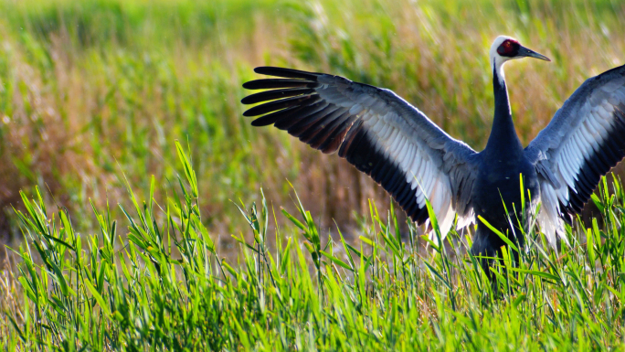 4K-湿地-群鸟飞舞