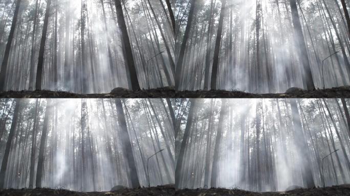 烟雾弥漫的森林