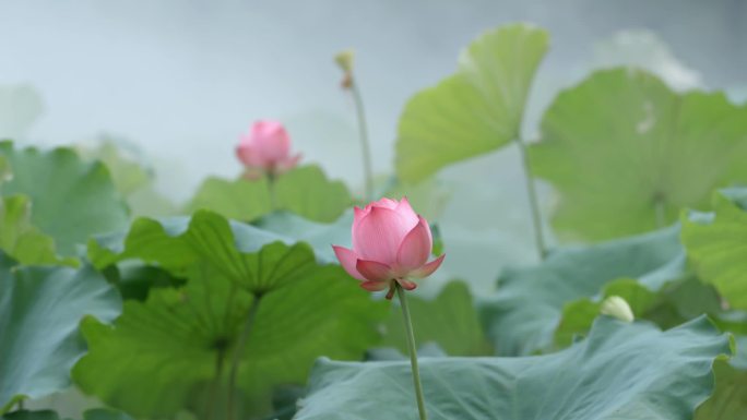 苏州园林·拙政园荷塘七月荷花荷叶池鱼倒影