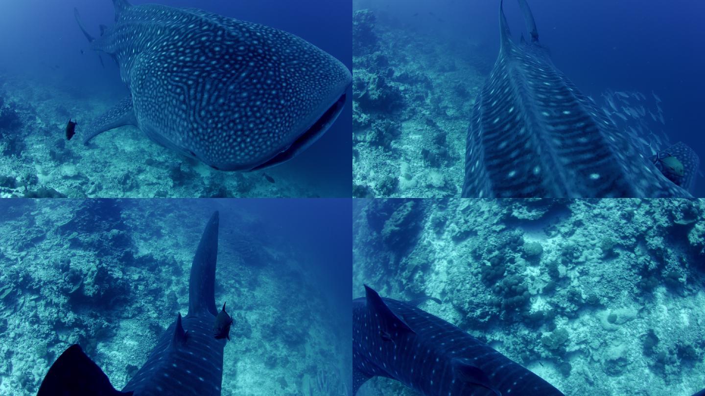 蓝色水域中的鲸鲨珊瑚礁动物野生动物