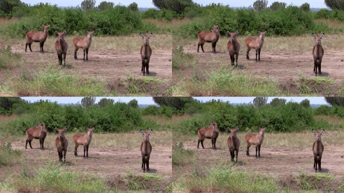 一群大羚羊非洲风光实拍视频无人区
