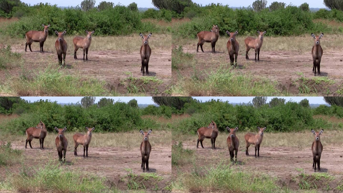 一群大羚羊非洲风光实拍视频无人区
