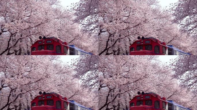 金海樱花节，釜山，韩国