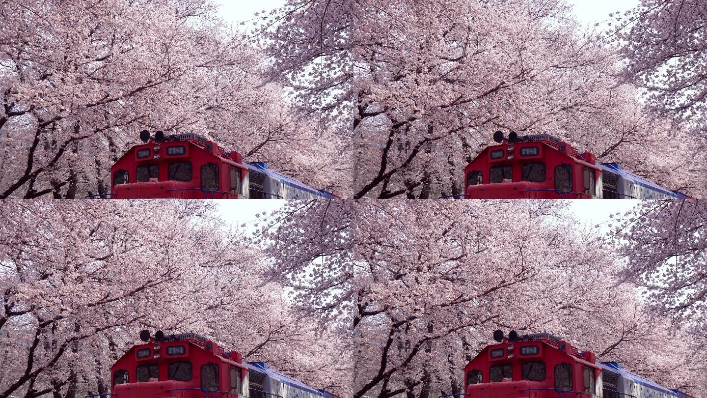 金海樱花节，釜山，韩国