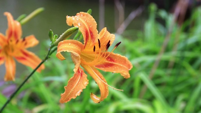 下雨天的花、池塘和小蜗牛