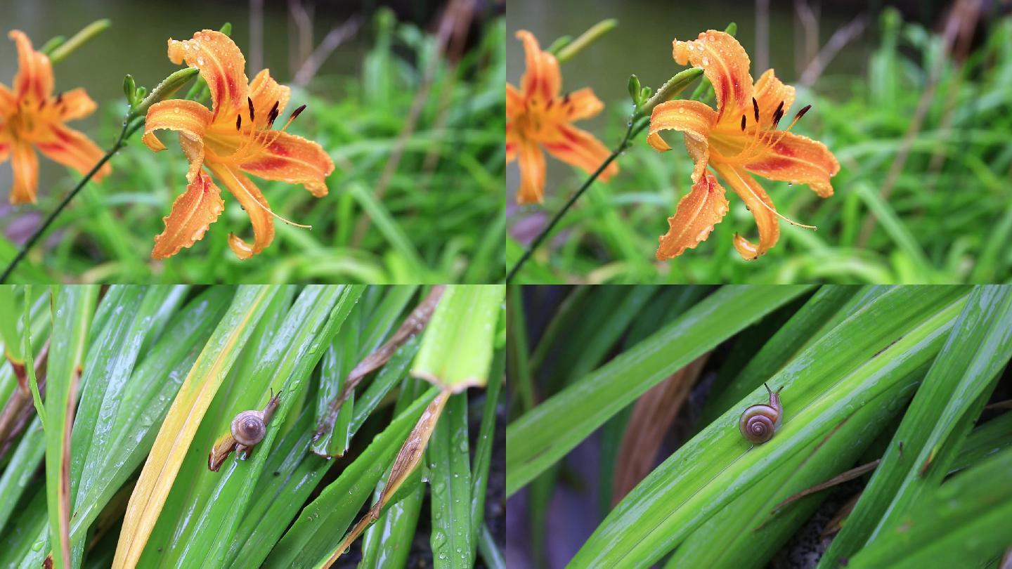 下雨天的花、池塘和小蜗牛