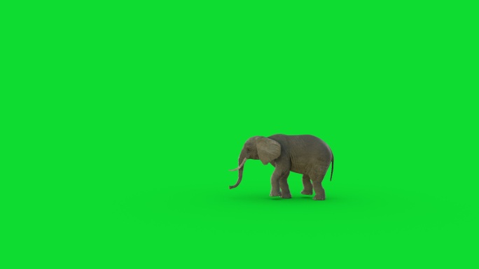 绿色屏幕上的大象在行走
