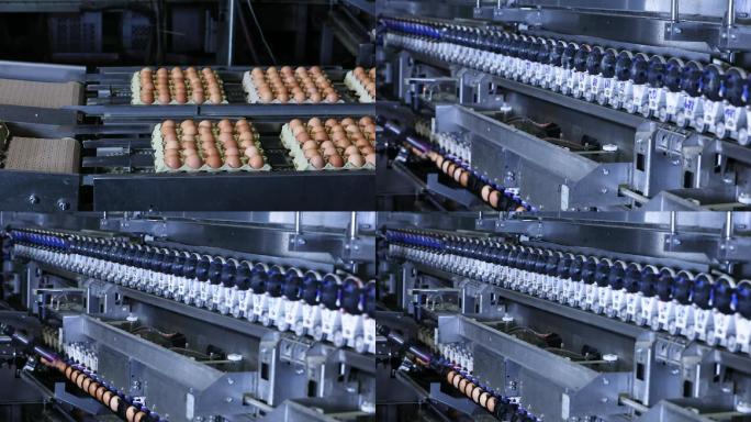 鸡蛋自动化包装加工生产线