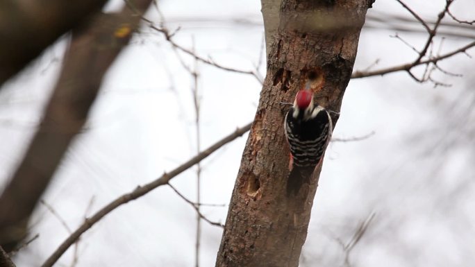 白背啄木鸟保护动物冬季萧条