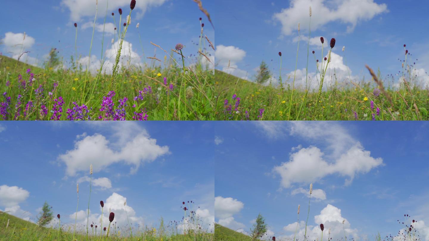 张家口草原天路上的草原上的野花与蓝天白云