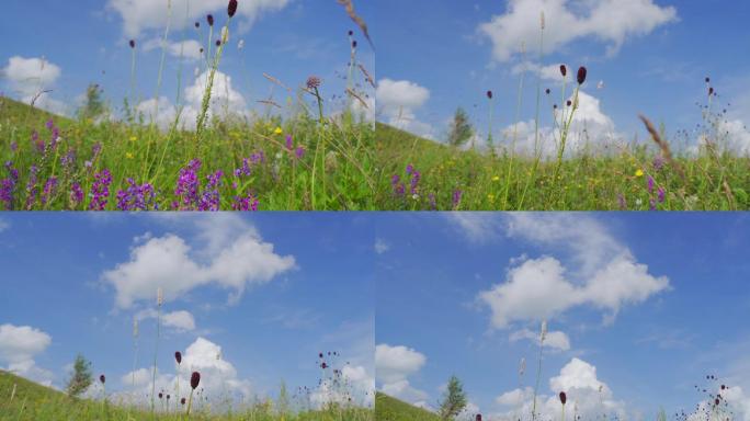 张家口草原天路上的草原上的野花与蓝天白云