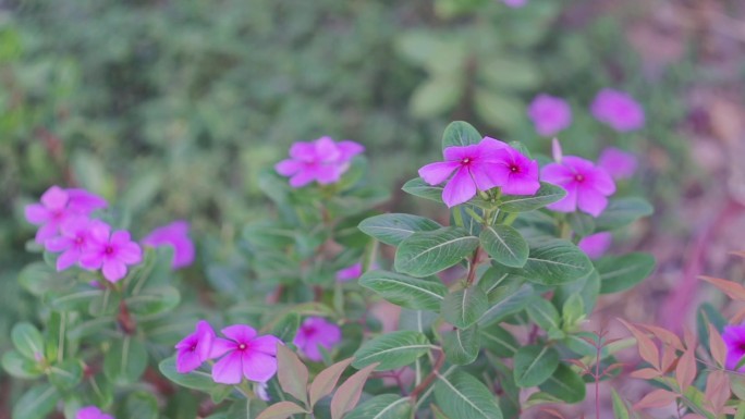 凤仙花 染指甲的花