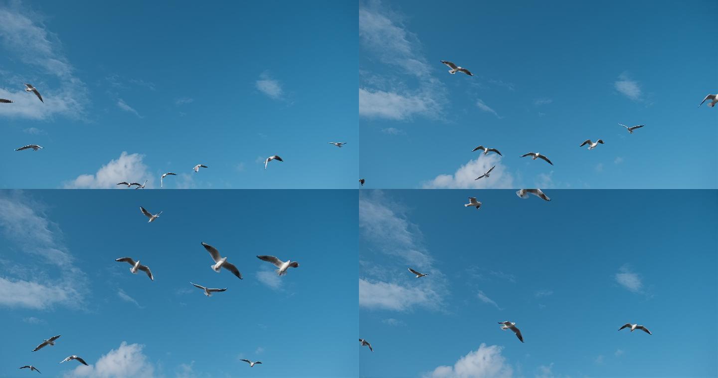 鸥 鸟 飞 海鸥 天空 蓝色的