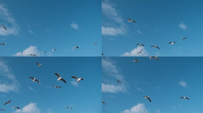 鸥 鸟 飞 海鸥 天空 蓝色的