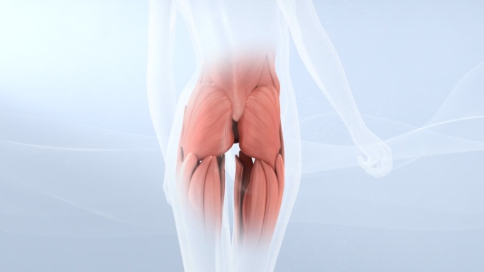 臀部臀部 肌肉 解剖图 3d医学