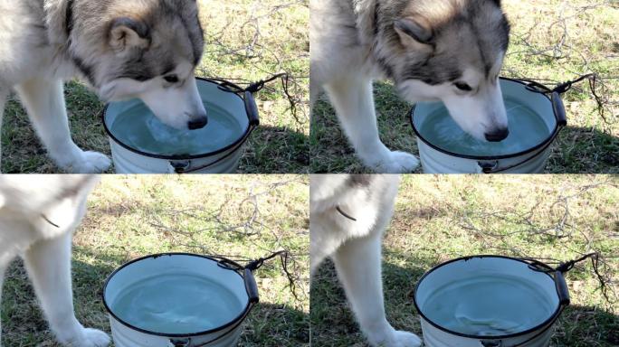 西伯利亚哈士奇在喝水