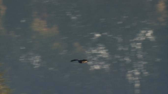 秃鹰湿地湖泊鸟类生态环境保护野生动物