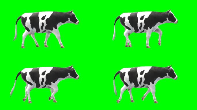 在绿色屏幕上的奶牛正在行走