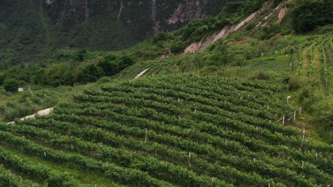 航拍 酿酒葡萄 四川  葡萄种植 高原