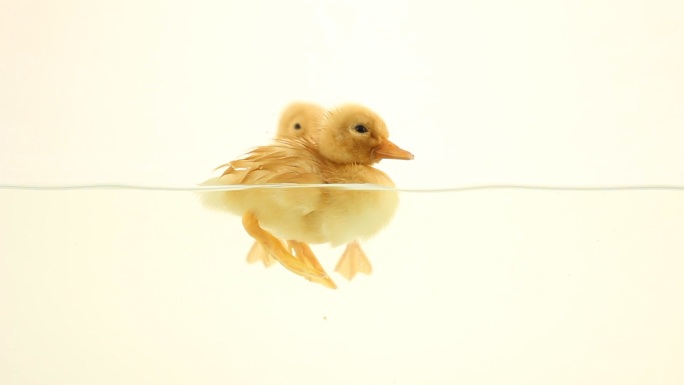 漂浮在水面上的小鸭