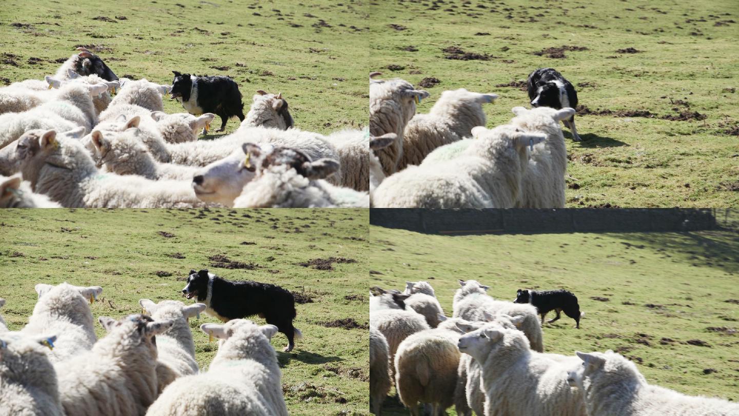 边境牧羊犬在草原里放羊