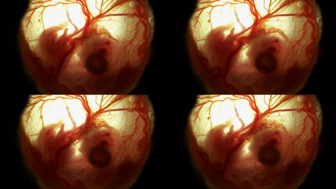 心跳和血液流经鸡蛋中鸡胚的血管