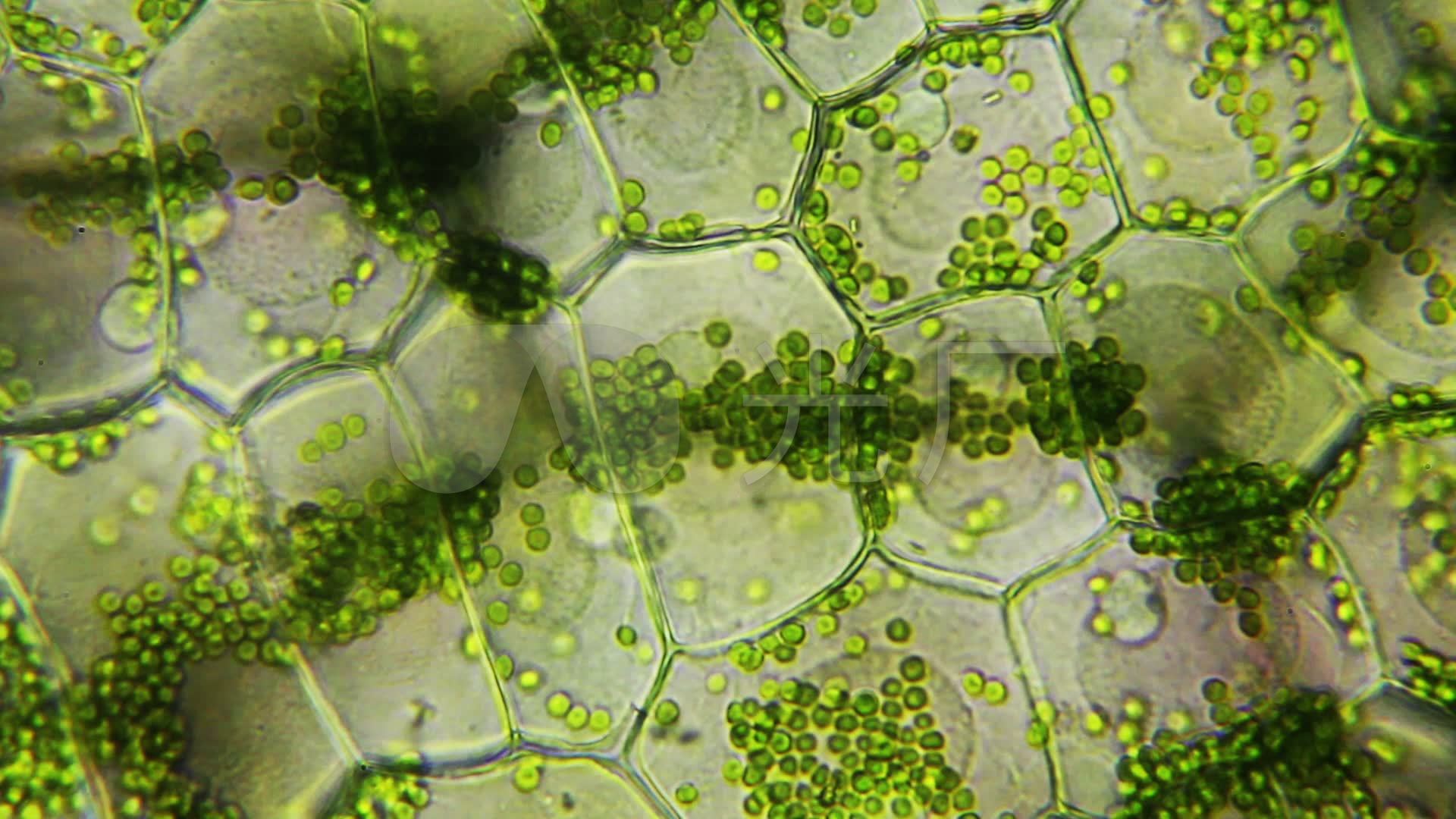 课堂教学显微镜下的植物茎横截面。照片摄影图片_ID:305196622-Veer图库