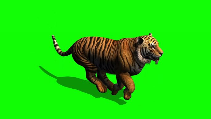 绿色屏幕上一只老虎在奔跑