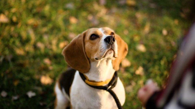 顺从的小猎犬跳来跳去寻求奖励