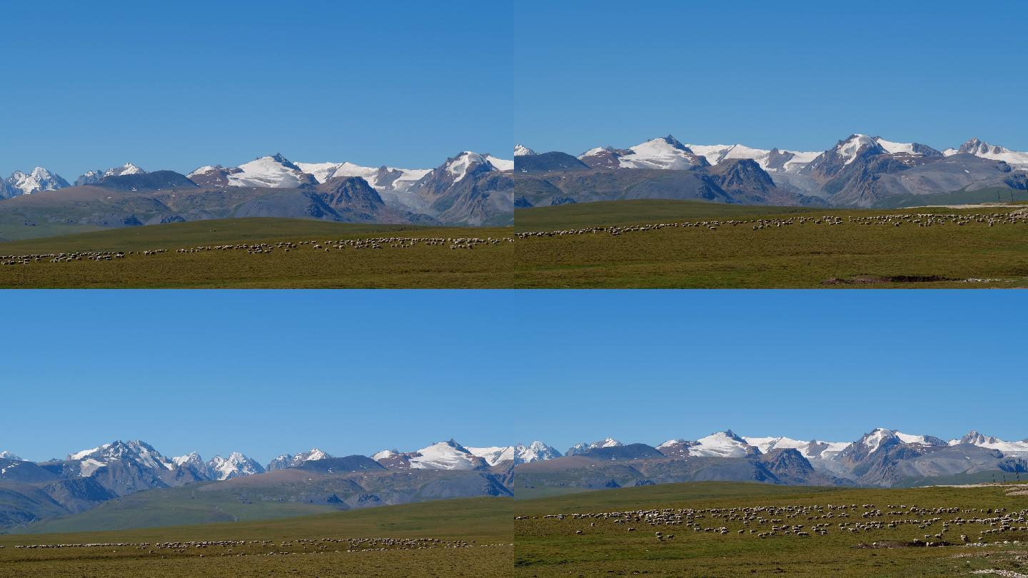 牧场 放牧 羊群在雪山蓝天背景